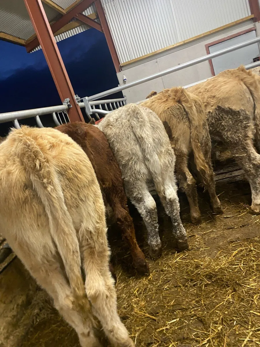 10 super charlaois heifer weanlings - Image 2