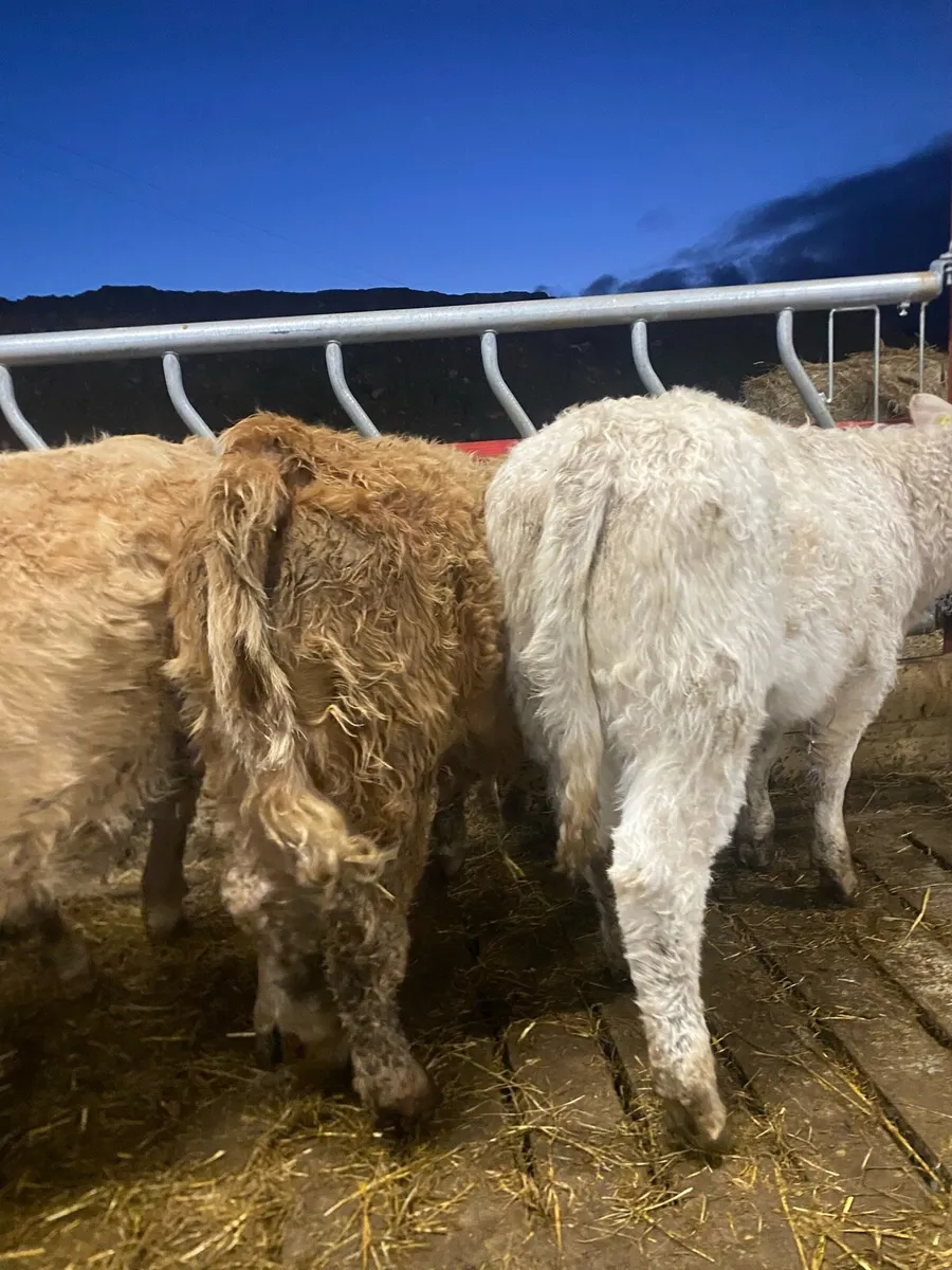 10 super charlaois heifer weanlings - Image 3