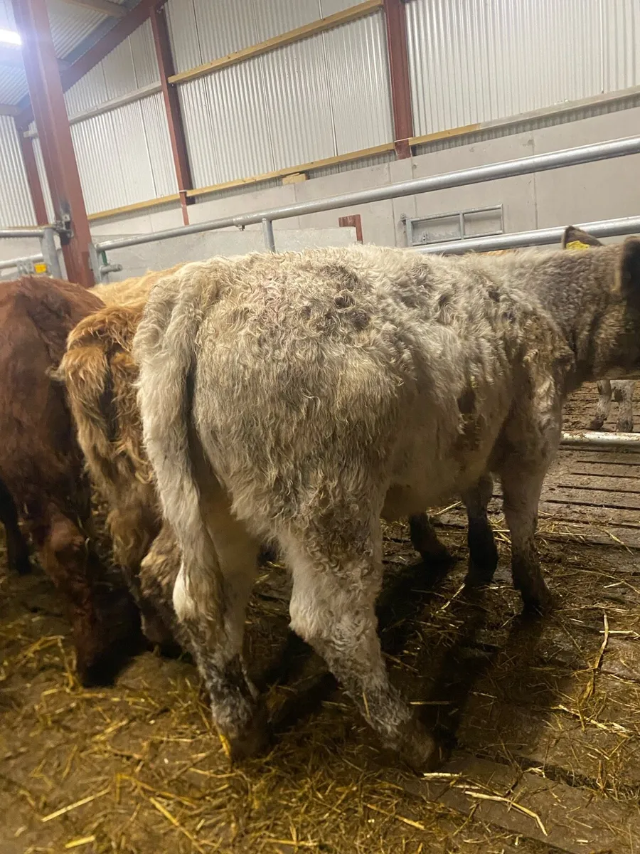 10 super charlaois heifer weanlings - Image 4