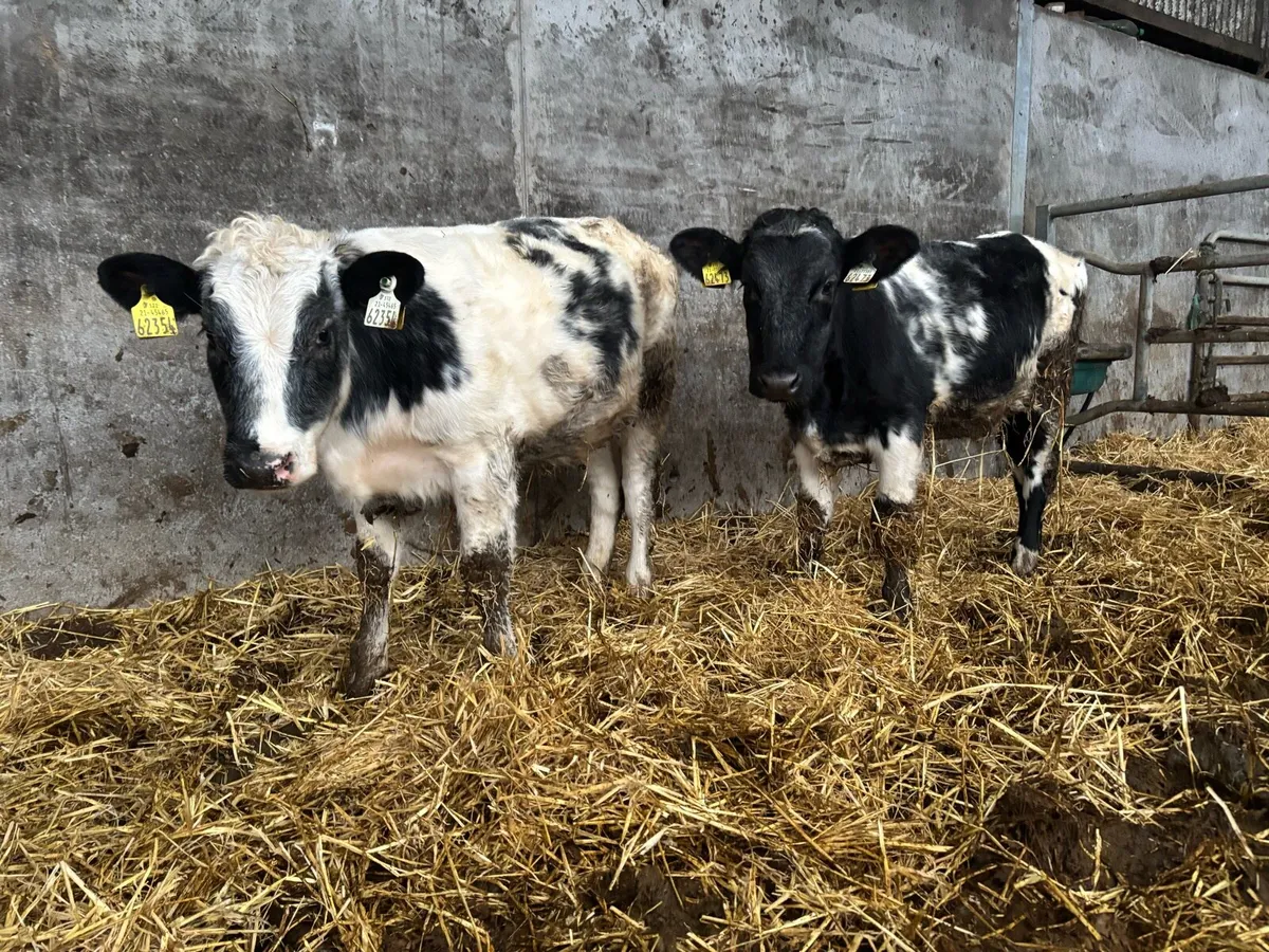 2  blue heifer calf’s - Image 2