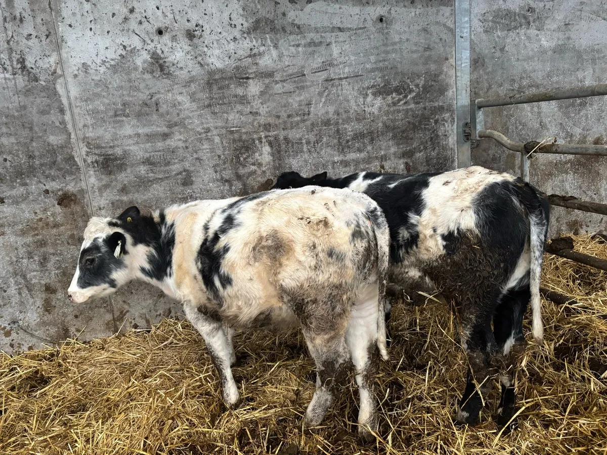2  blue heifer calf’s - Image 3