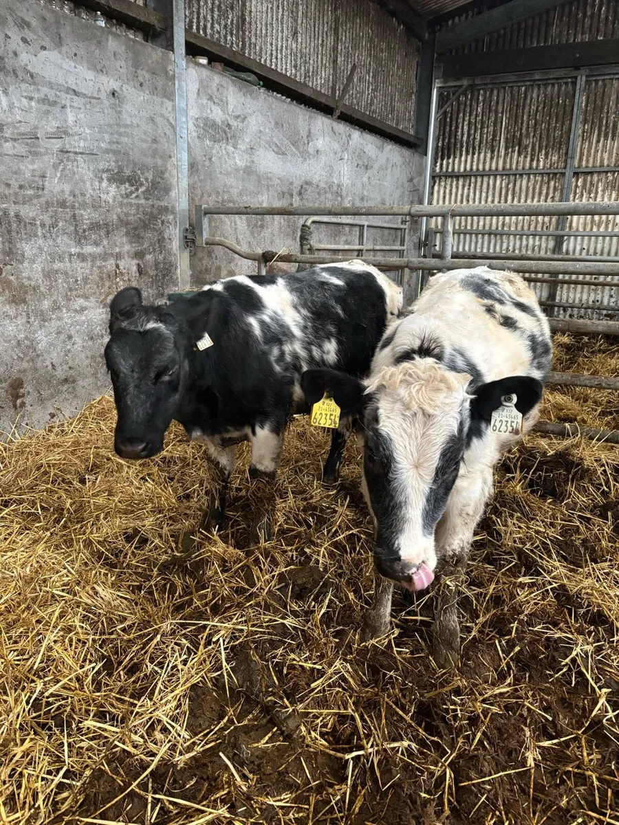 2  blue heifer calf’s - Image 1