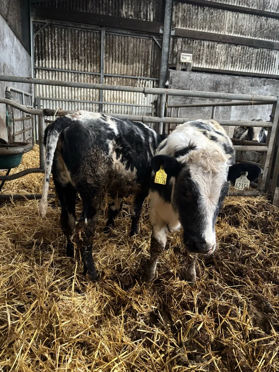 2  blue heifer calf’s - Image 4