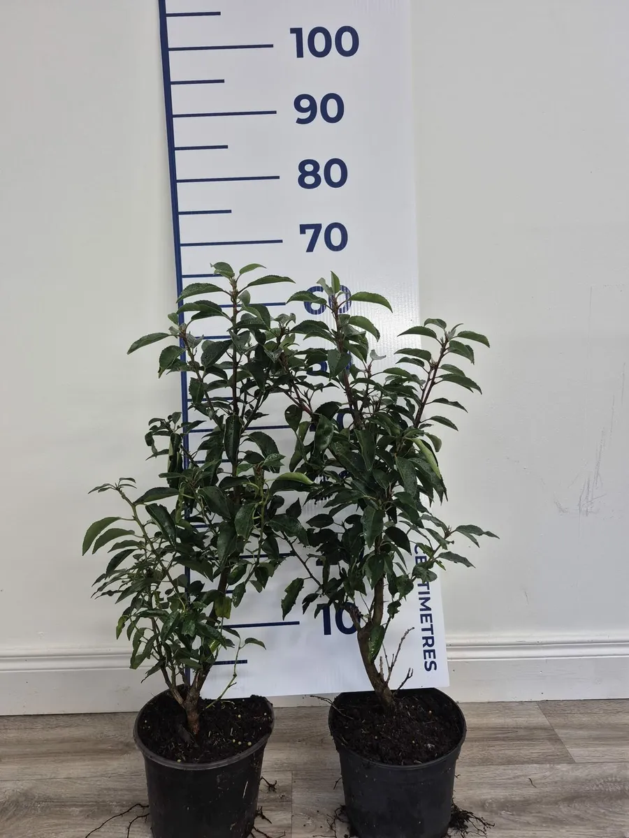 Portuguese Laurel Hedging 3ltr pots 50-70cm - Image 2