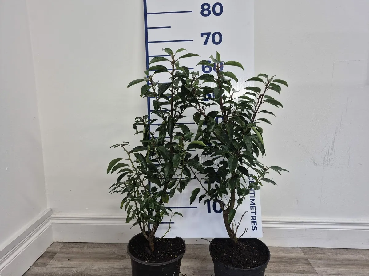 Portuguese Laurel Hedging 3ltr pits 50-70cm - Image 2