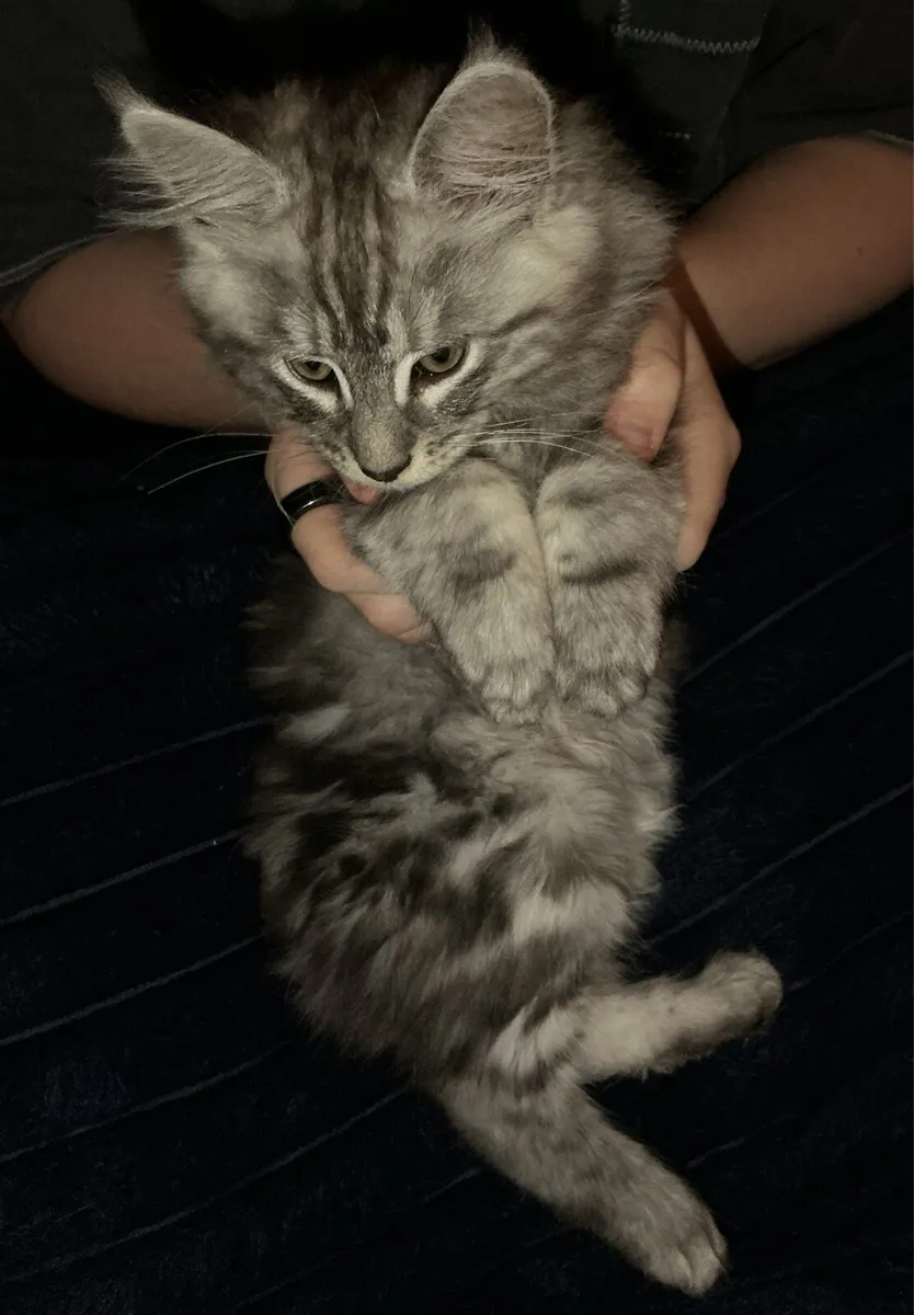 Mainecoon mix kittens - Image 2