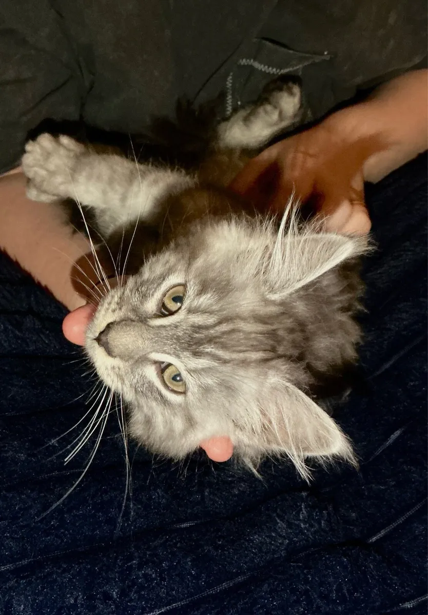 Mainecoon mix kittens - Image 3