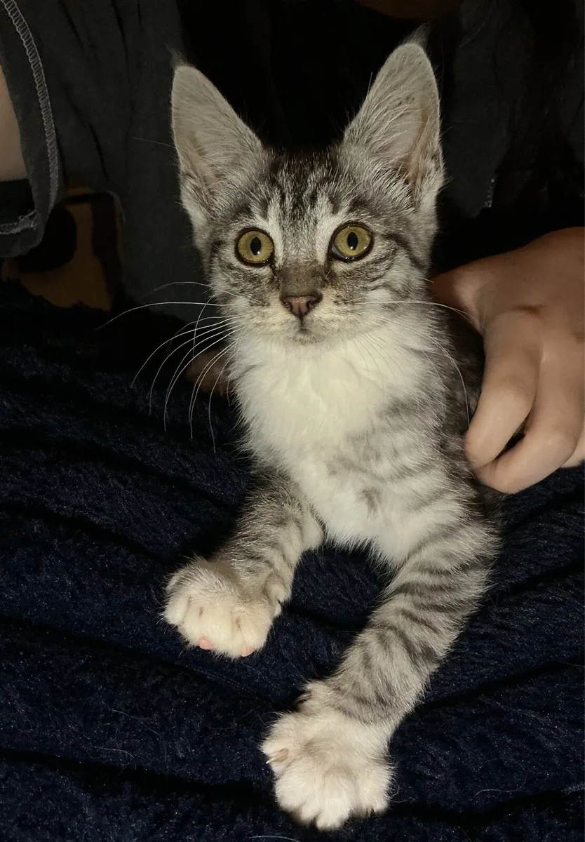 Mainecoon mix kittens - Image 4