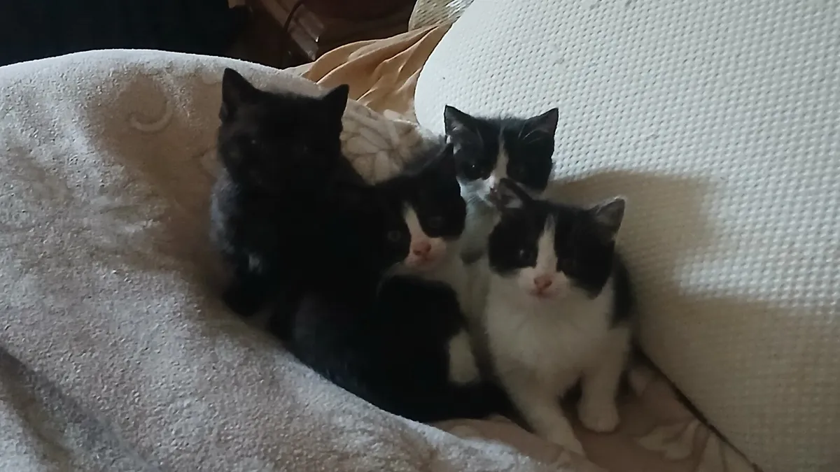 Kittens - Image 1