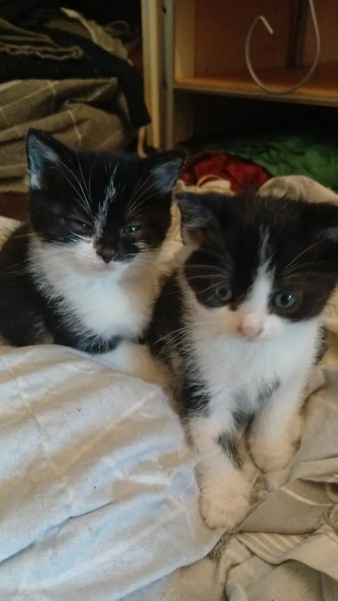 Kittens - Image 4