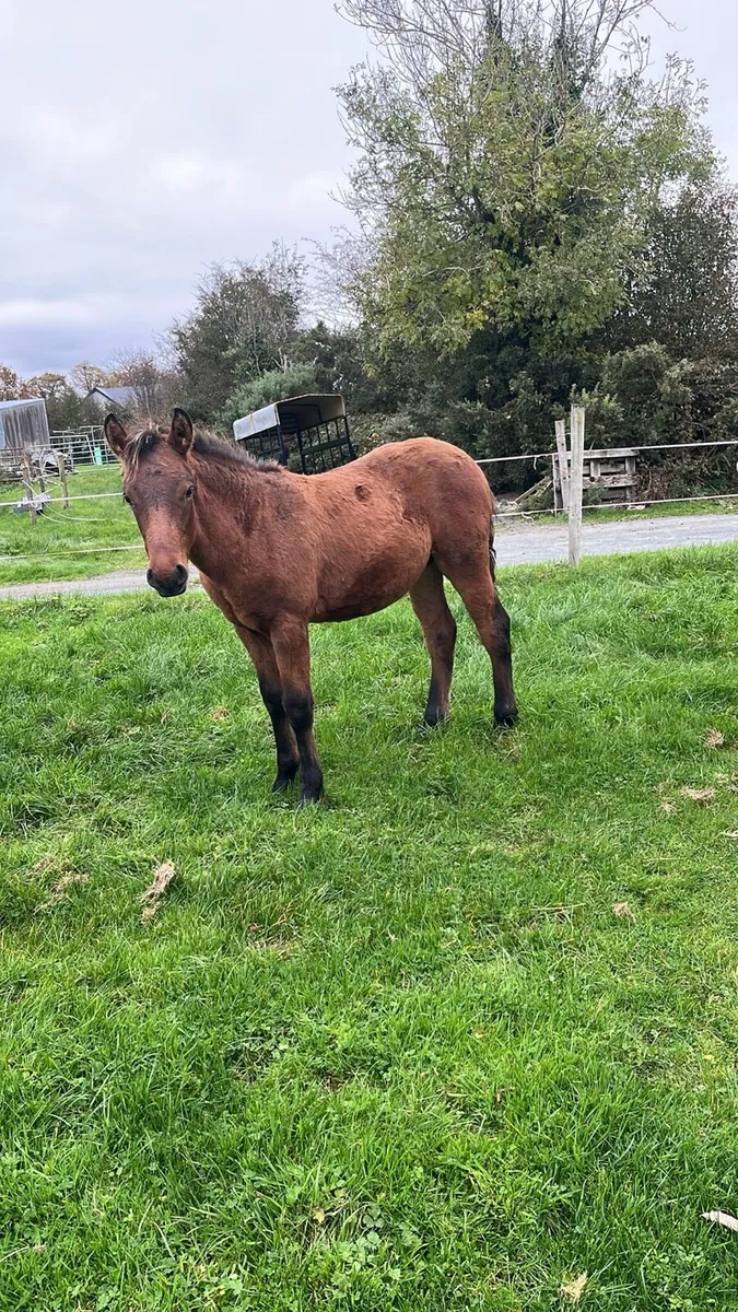 Connemara foals - Image 2