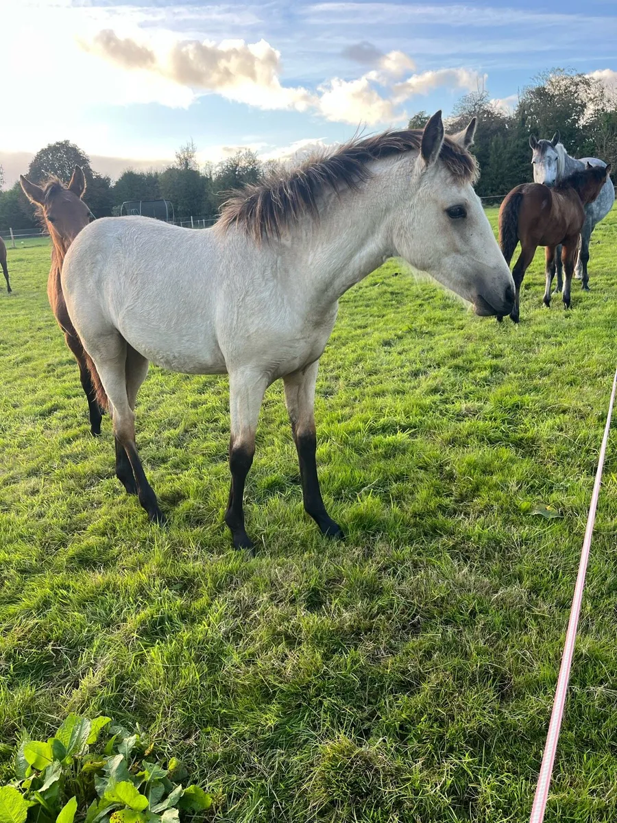 Connemara foals - Image 3