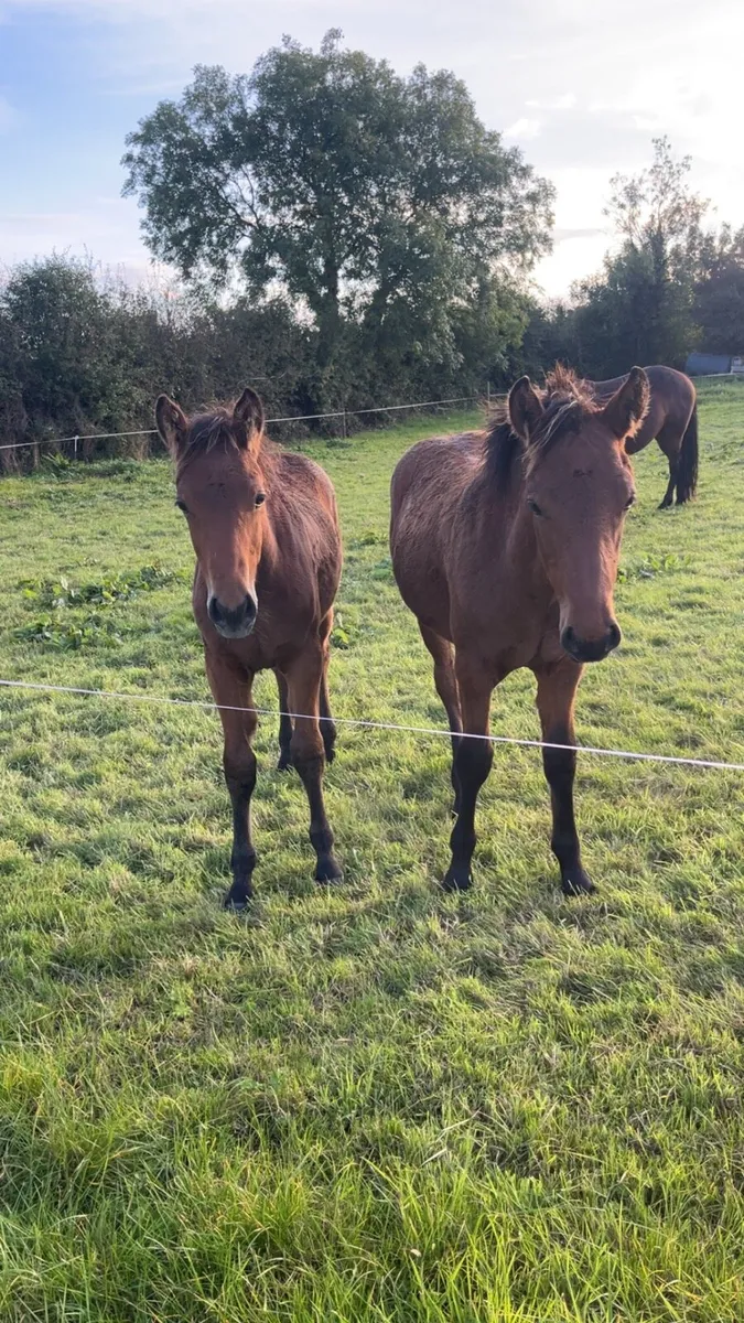 Connemara foals - Image 4