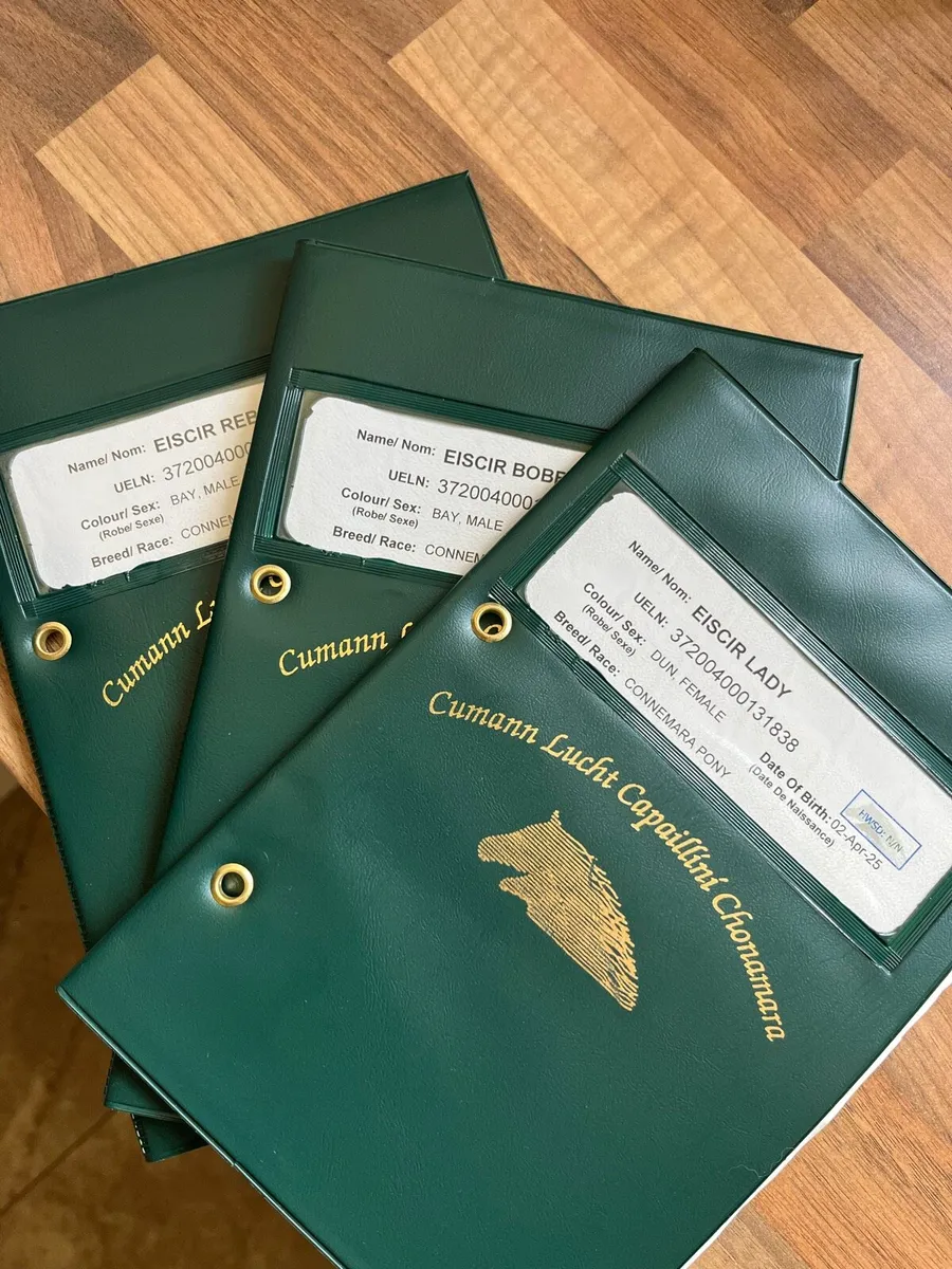 Connemara foals - Image 1