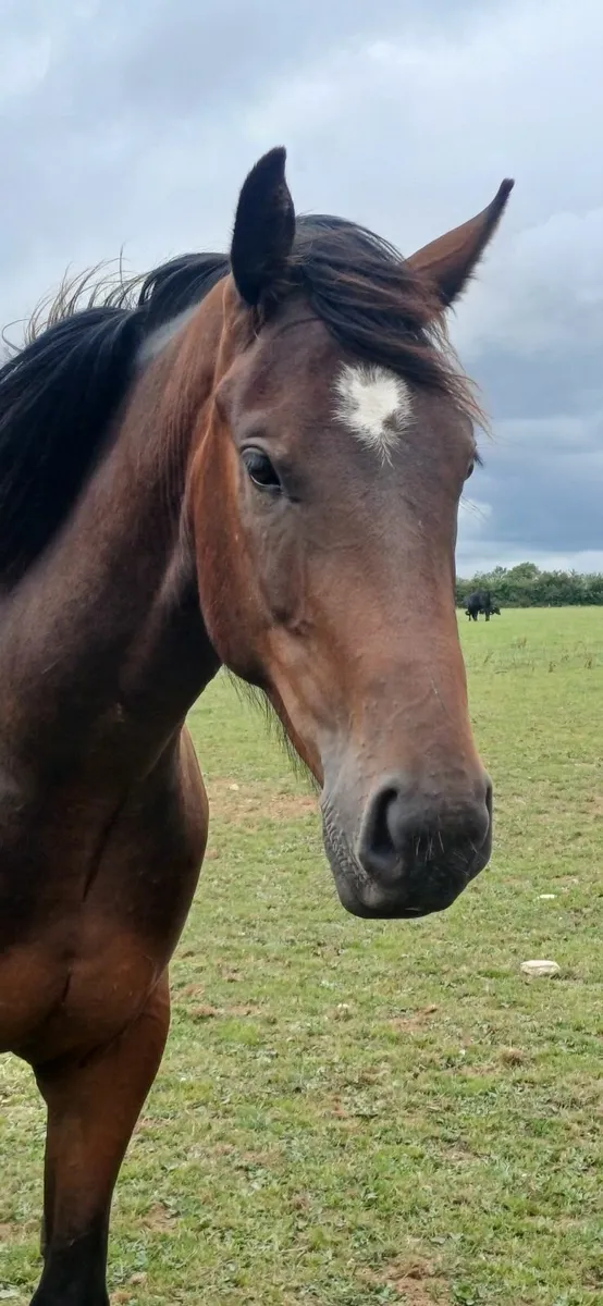 3yr Bay geldings ID x TB - Image 1