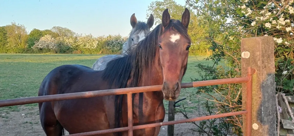 3yr Bay geldings ID x TB - Image 2