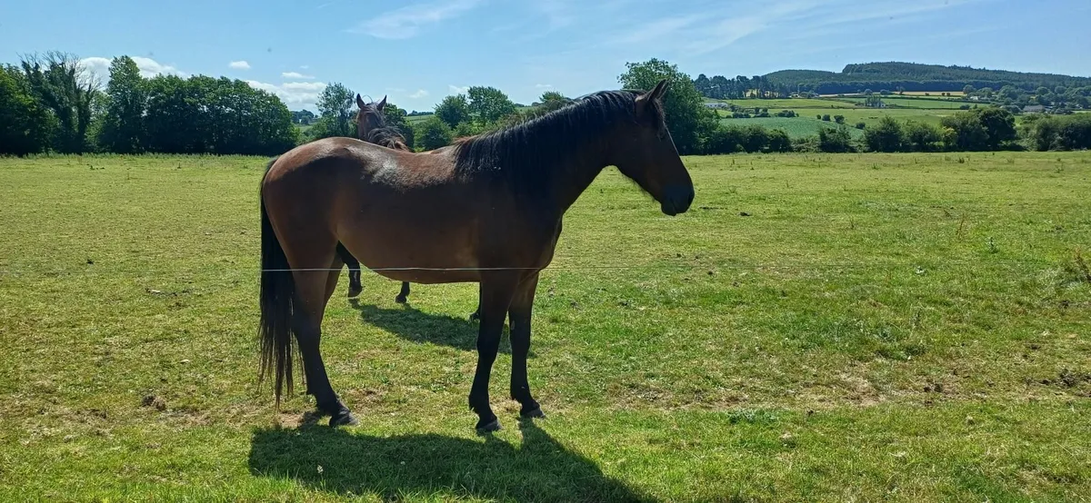 3yr Bay geldings ID x TB - Image 3