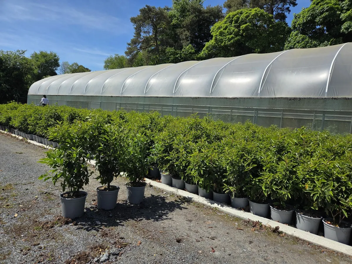 Portuguese Laurel Hedging 3ltr pots 50-70cm - Image 4