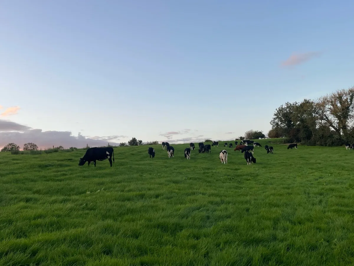 Contract Rearer -2026 season - Image 1