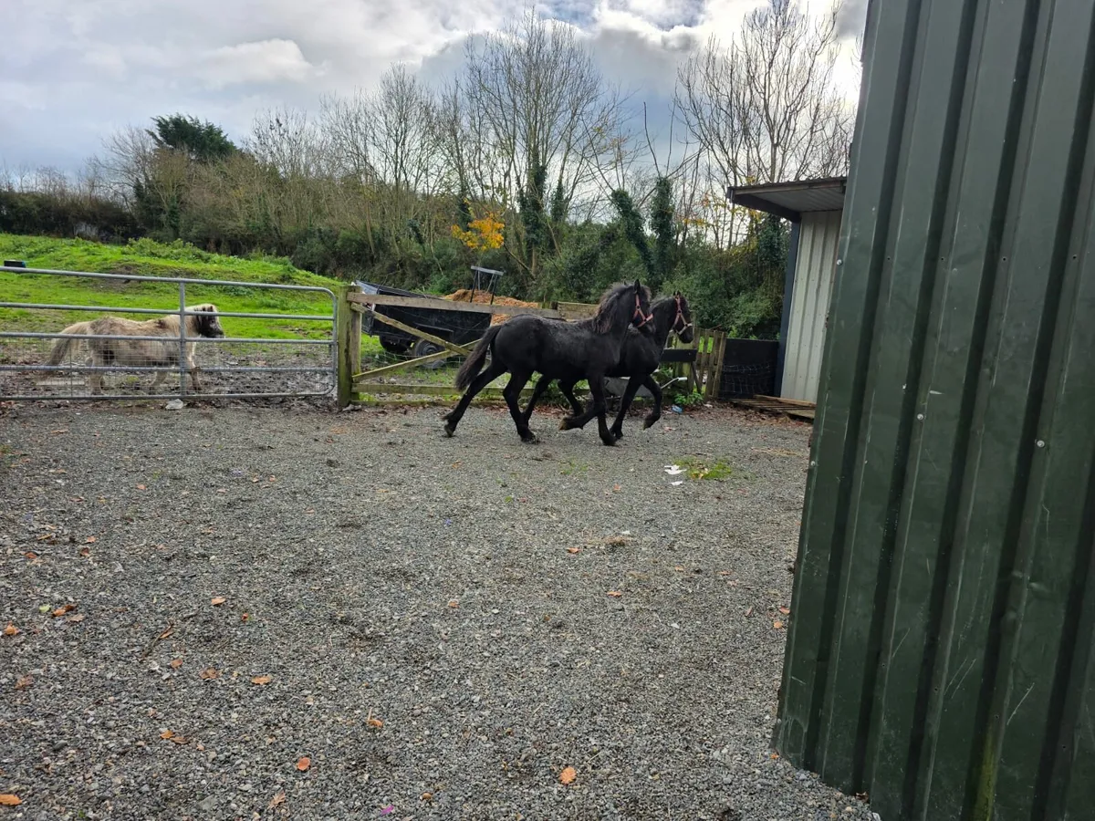 2 Frisian colt's - Image 2