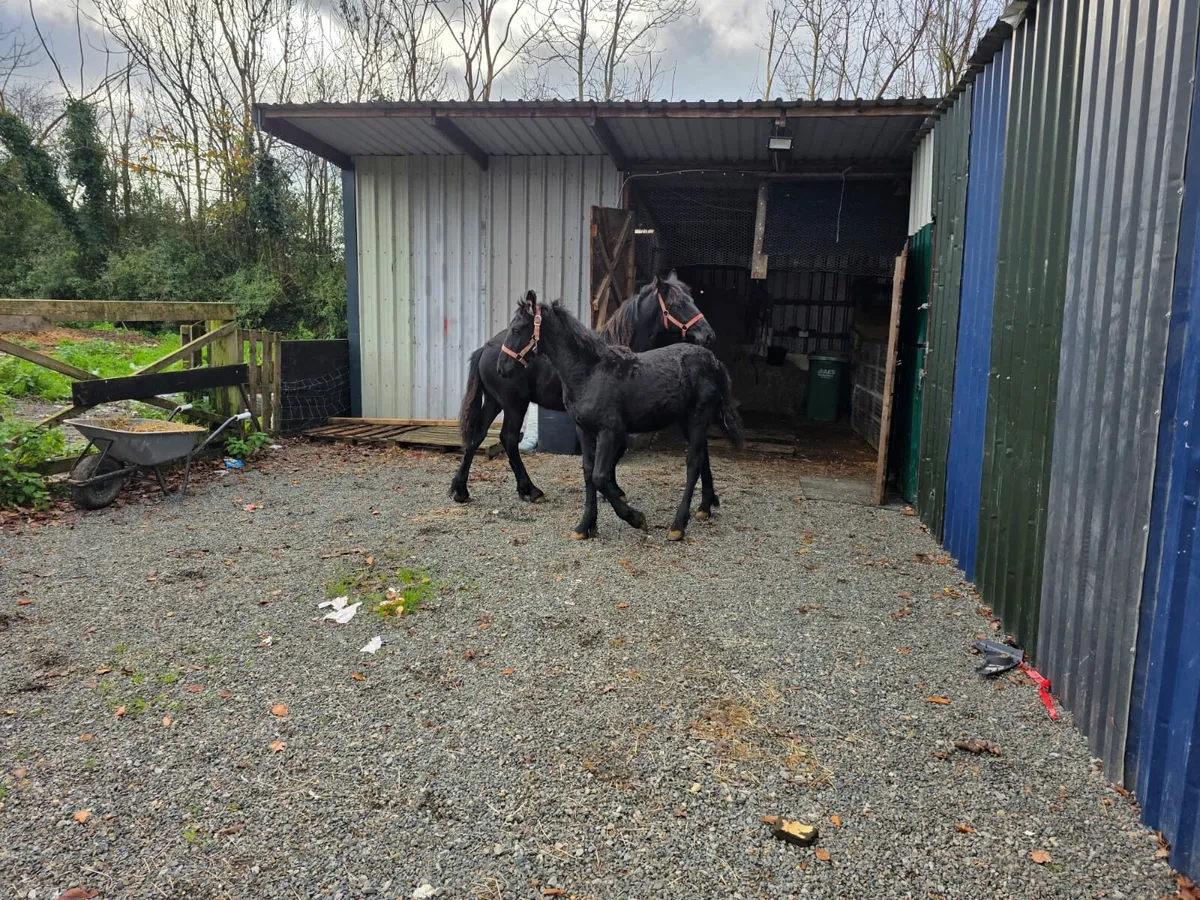 2 Frisian colt's - Image 1