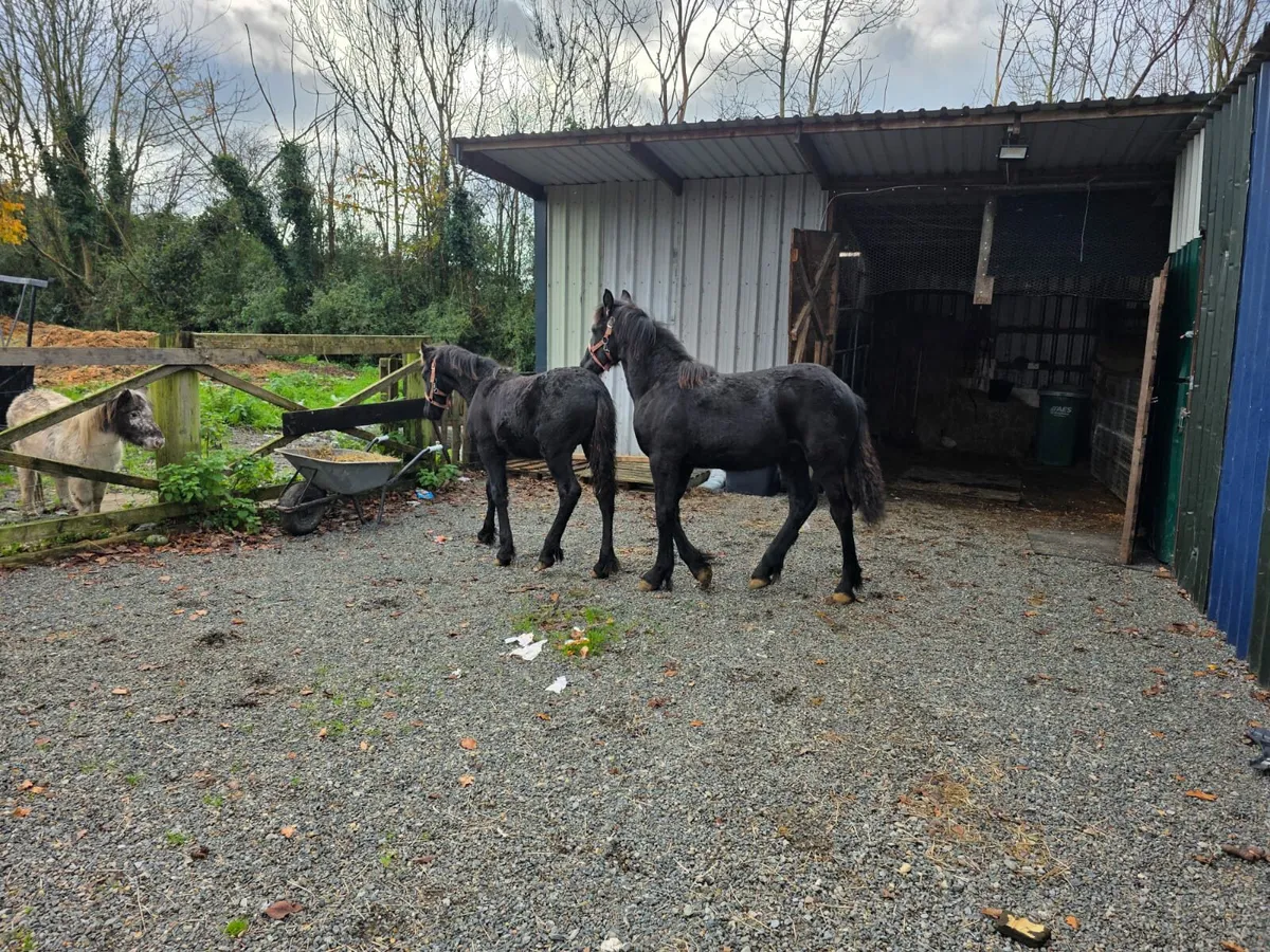 2 Frisian colt's - Image 3