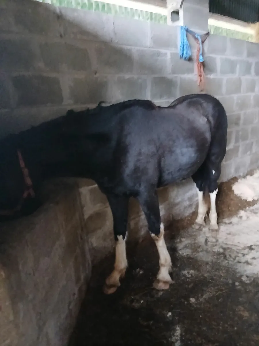 Rising 2 year old gelding - Image 1