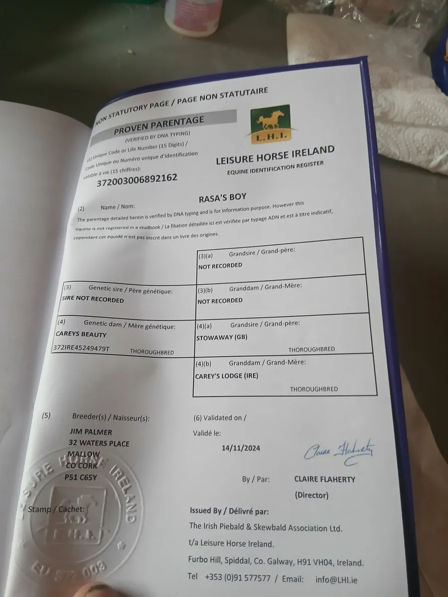 Rising 2 year old gelding - Image 2