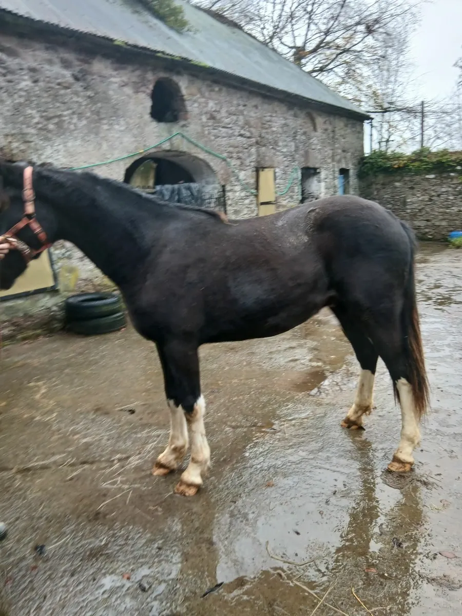 Rising 2 year old gelding - Image 3