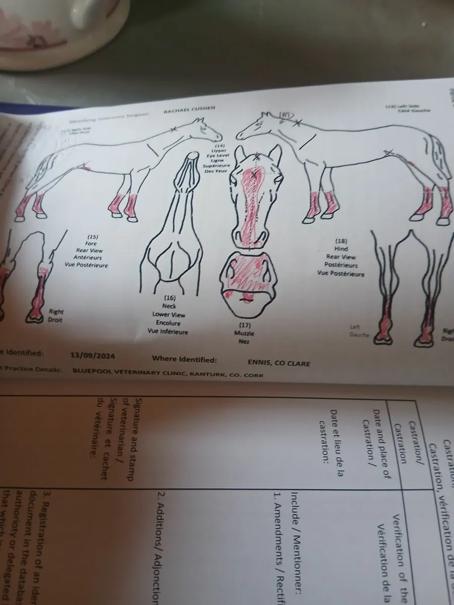 Rising 2 year old gelding - Image 4