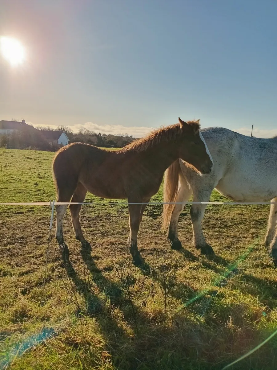 Irish draught filly foal - Image 1