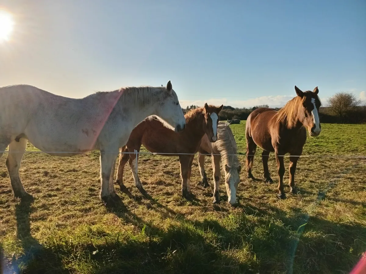 Irish draught filly foal - Image 2