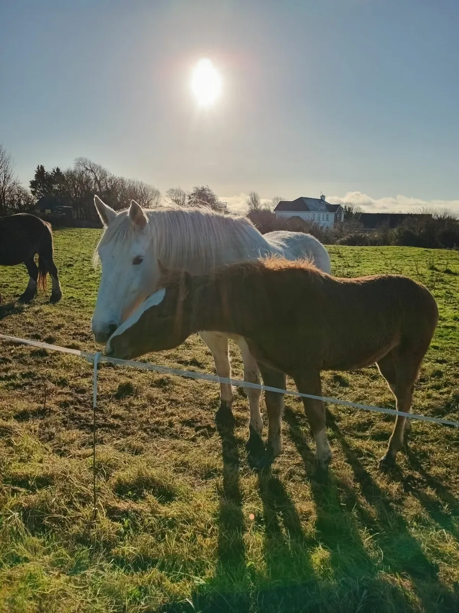 Irish draught filly foal - Image 3