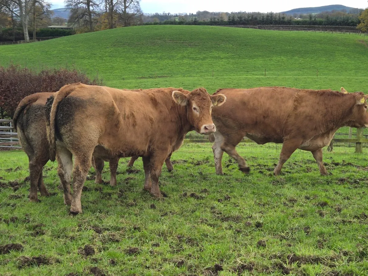 Kilcullen mart cattle for Wednesdays sale - Image 1