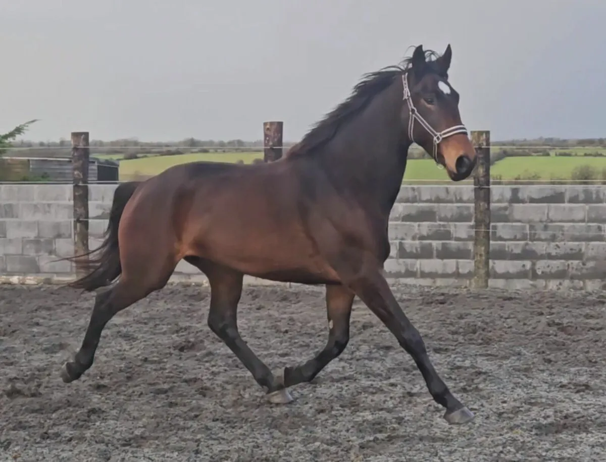 3yr old Gelding - Image 2