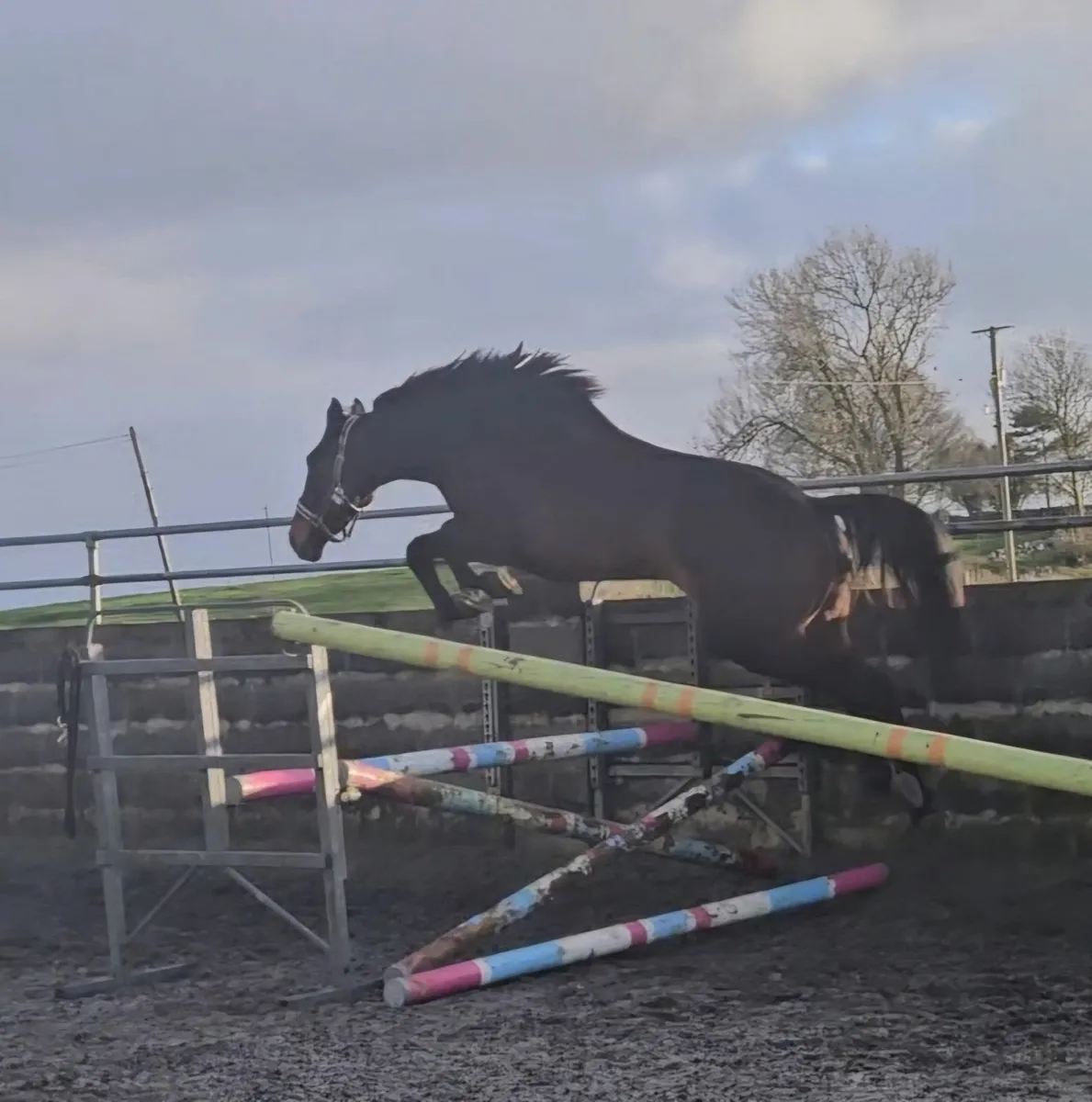 3yr old Gelding - Image 1