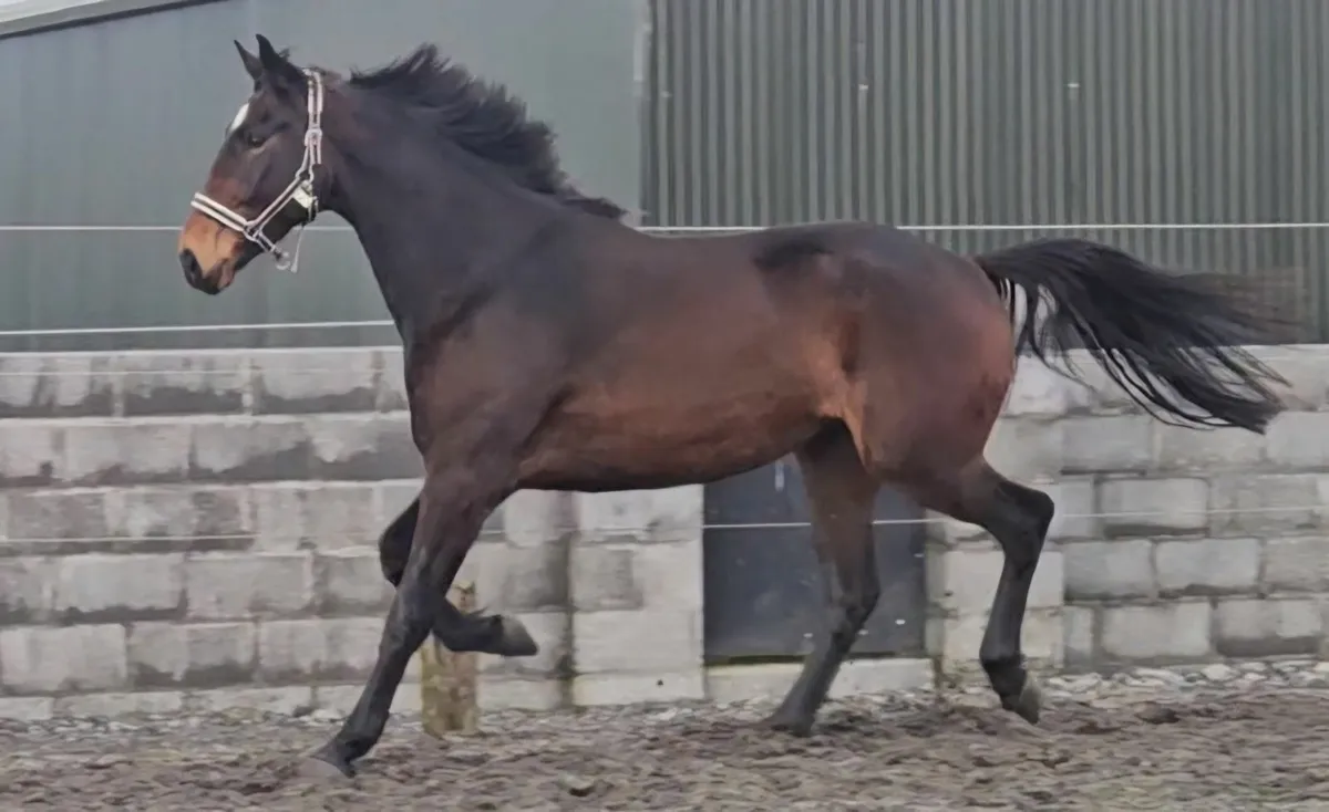 3yr old Gelding - Image 3