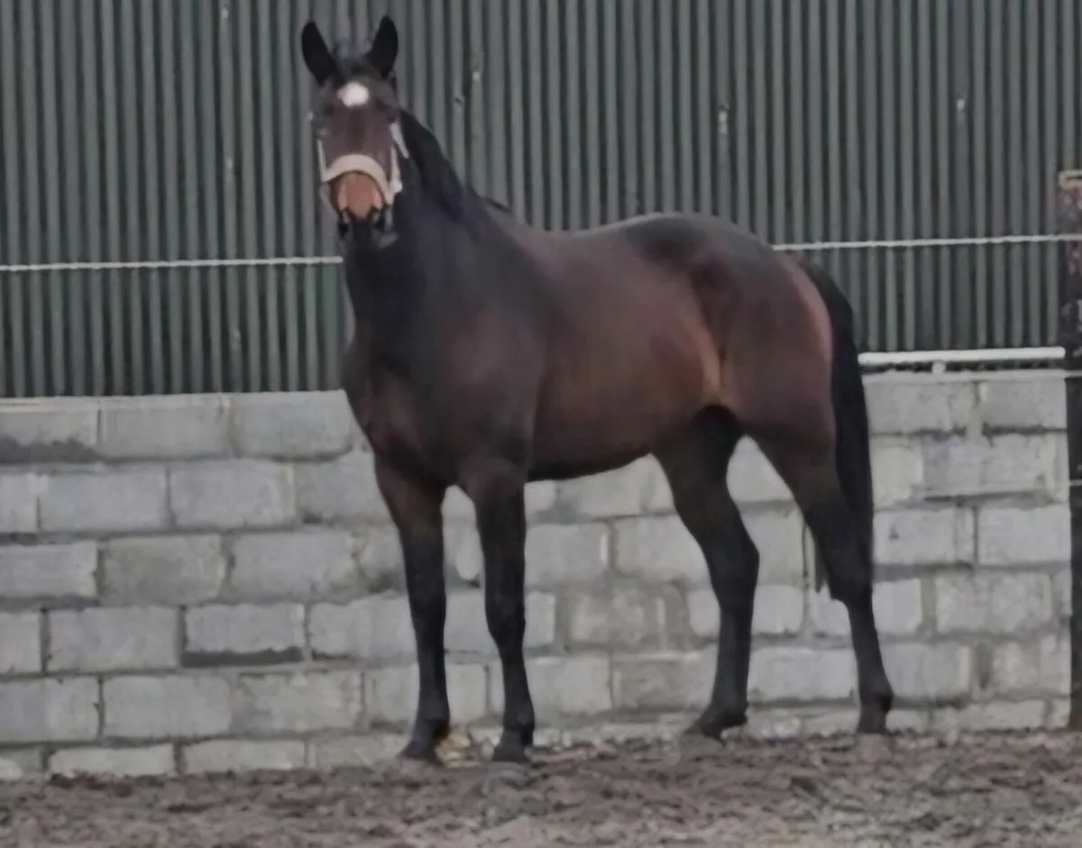 3yr old Gelding - Image 4