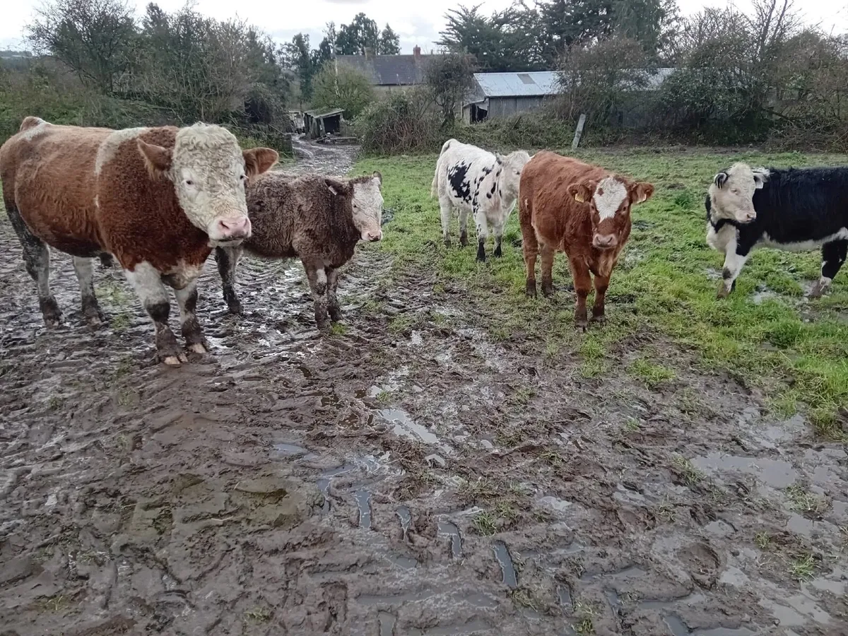 4 homebred coloured heifers - Image 4