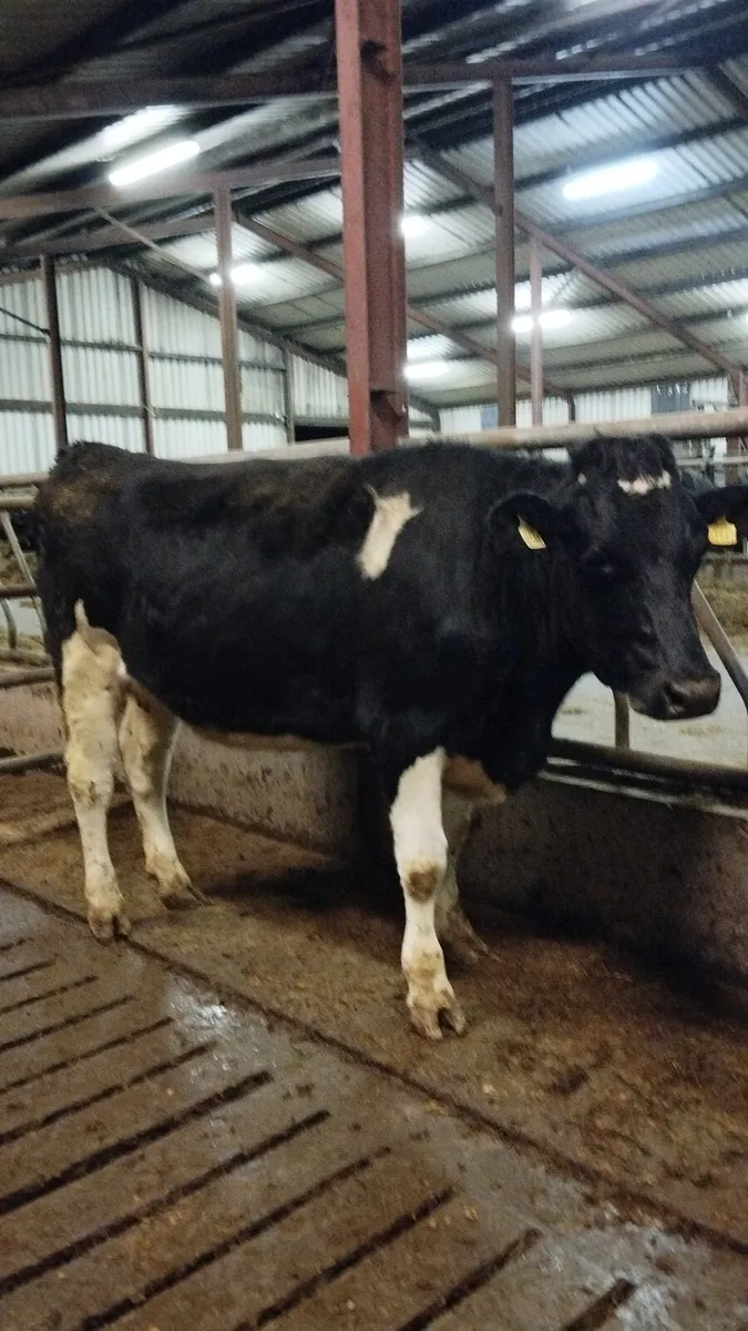 6 incalf heifers - Image 1