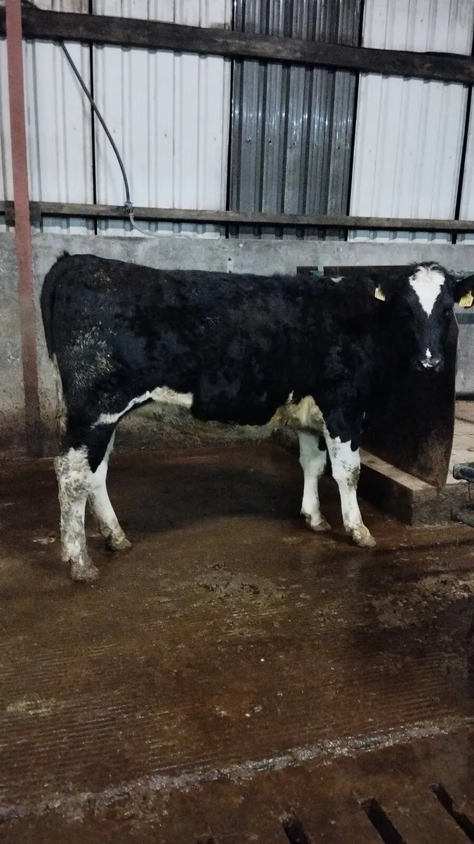 6 incalf heifers - Image 2