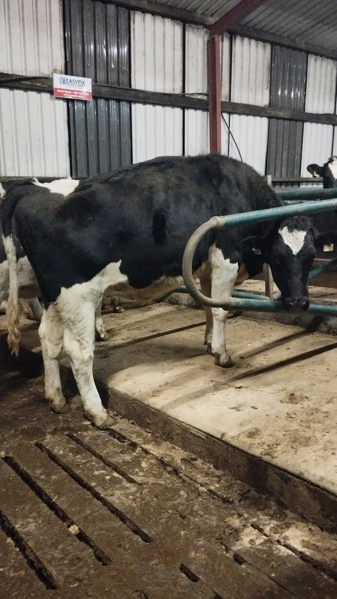 6 incalf heifers - Image 3