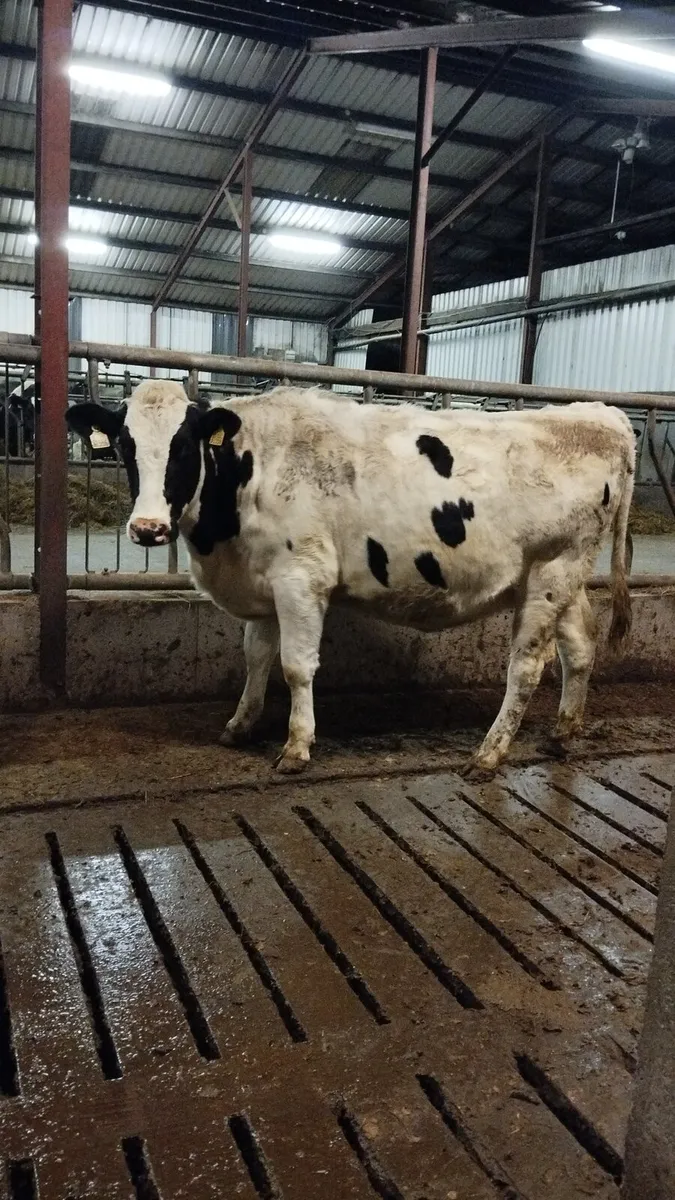 6 incalf heifers - Image 4