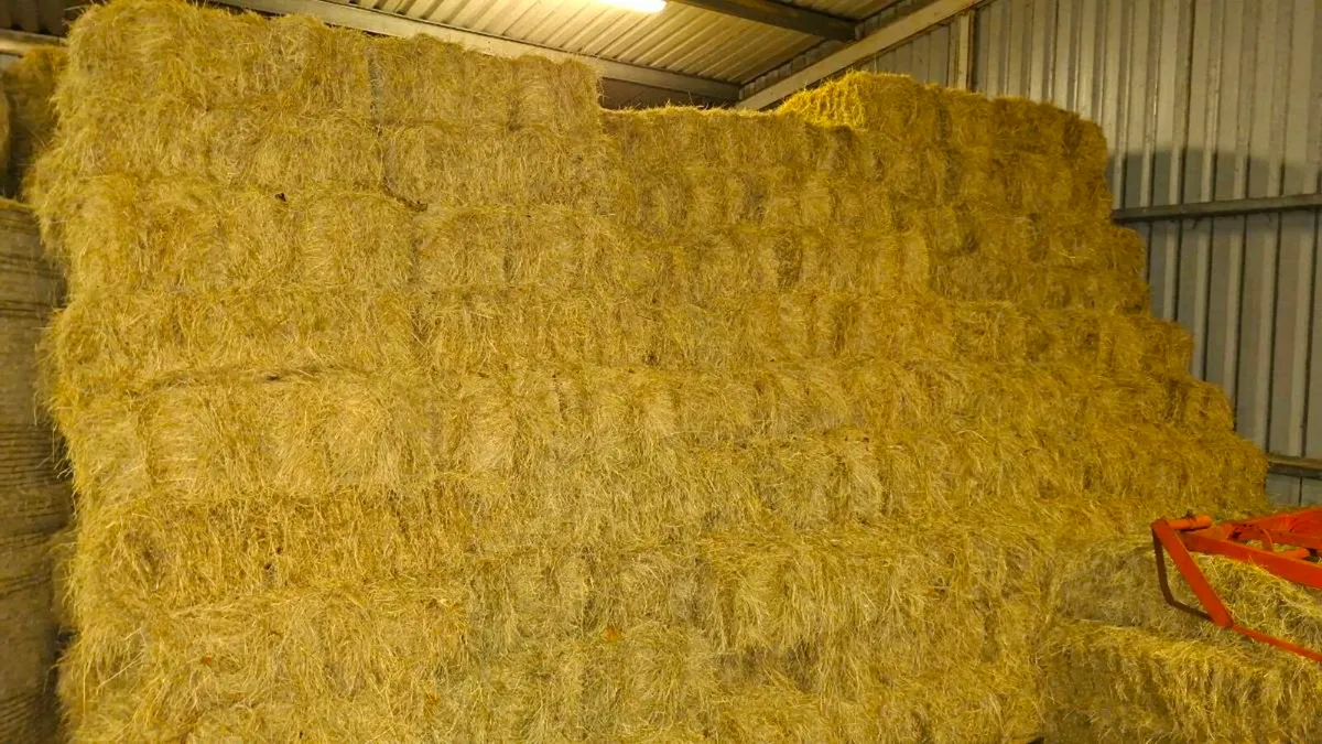 Square bales of hay for sale