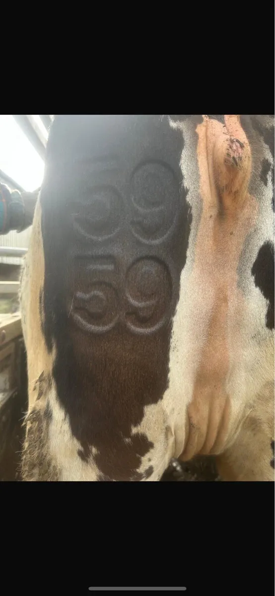 Freeze branding - Image 2