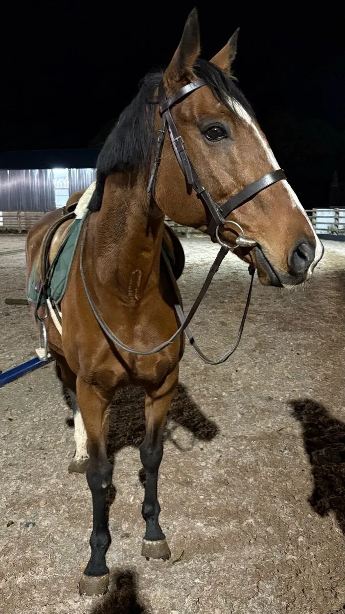 Companion Horse / Happy Hacker