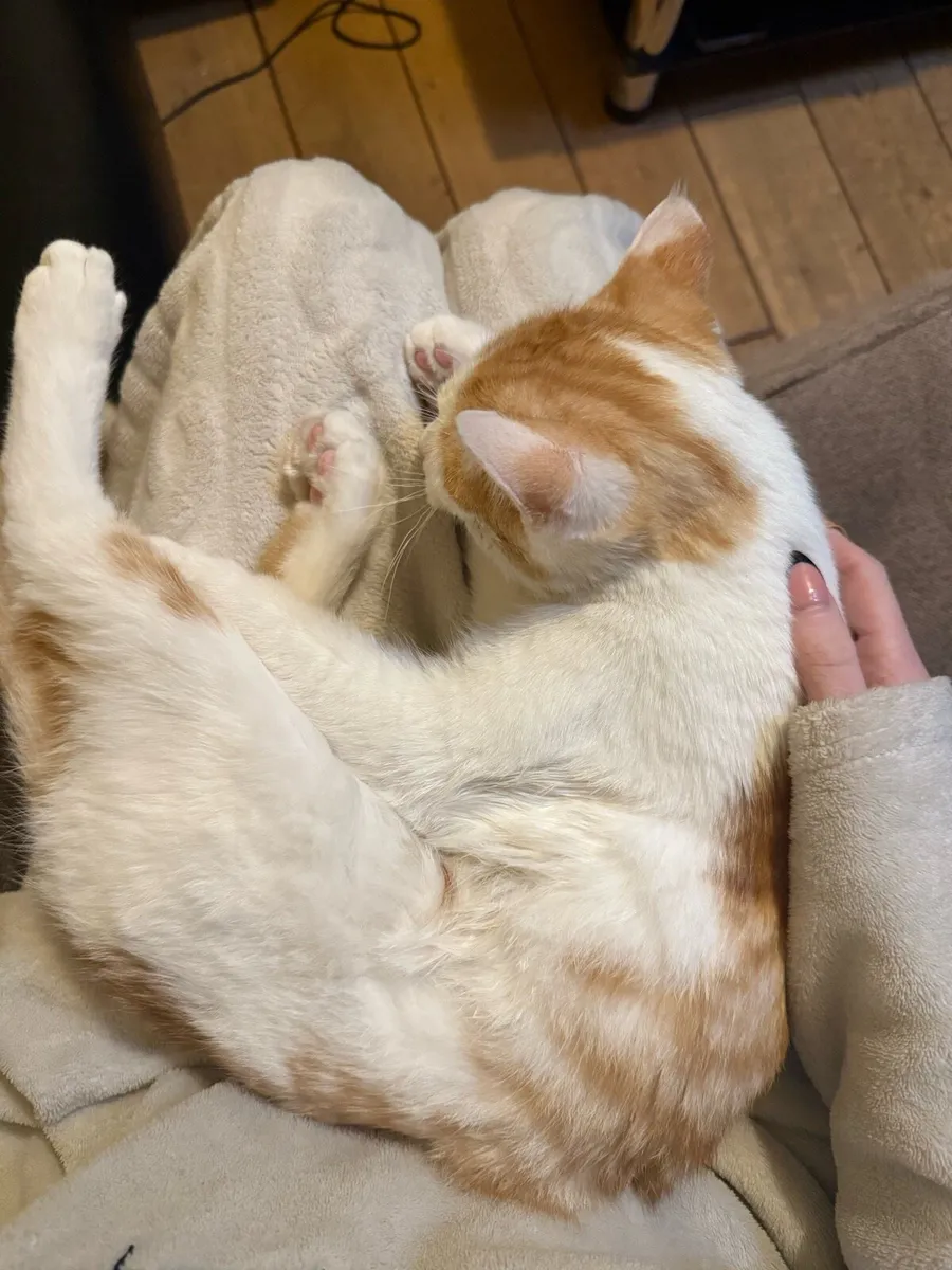 orange and white male 8 months kitten - Image 3