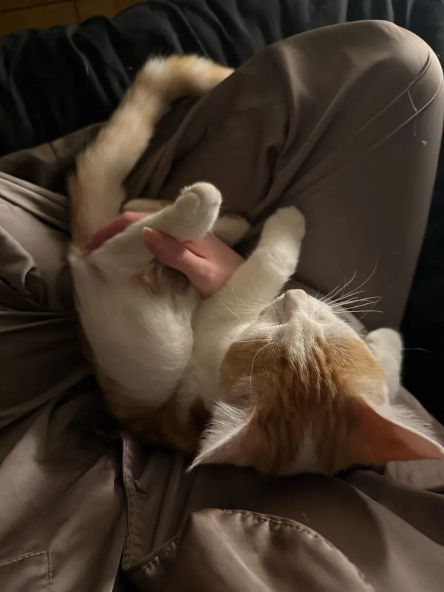 orange and white male 8 months kitten - Image 4