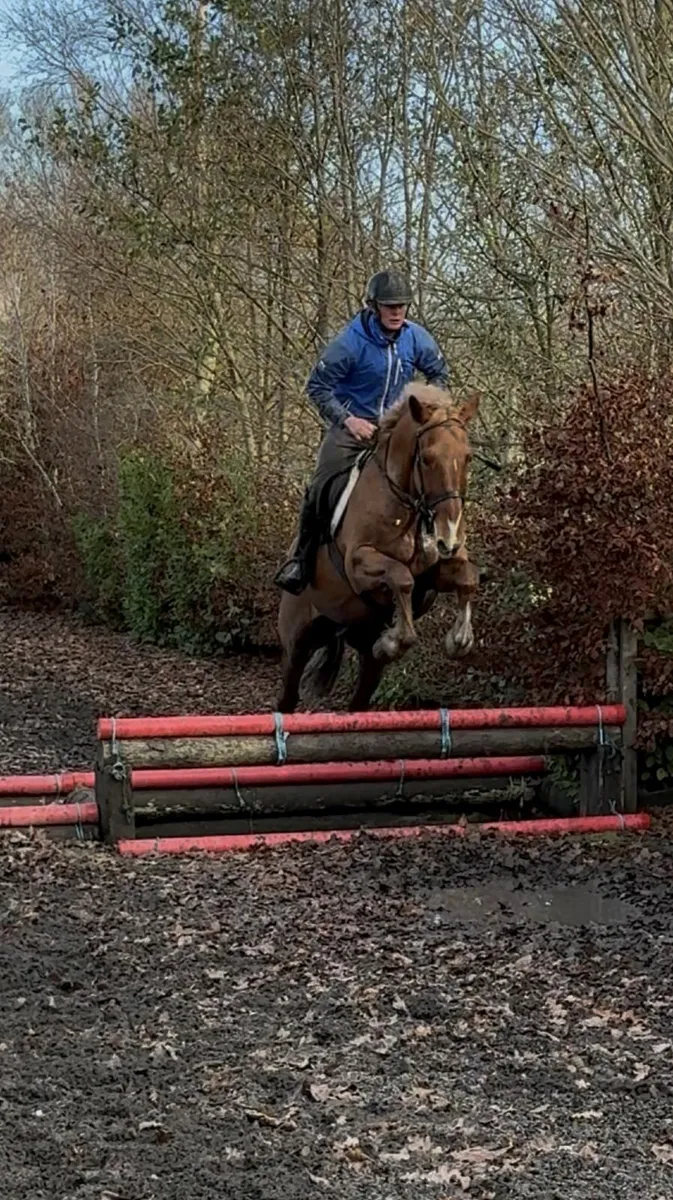 All rounder gelding - Image 1