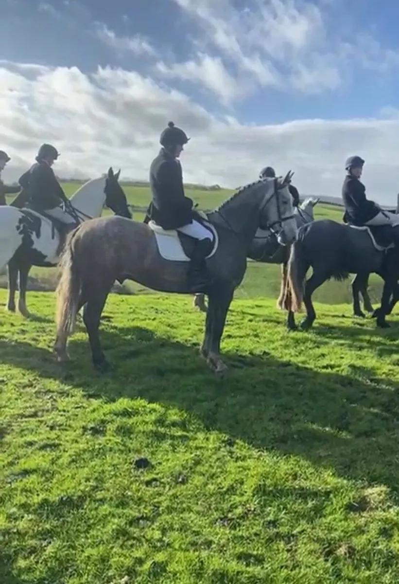 Standout Draught gelding - Image 1